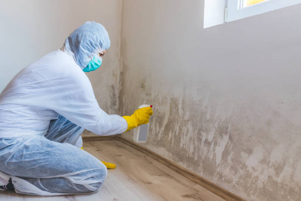 Licensed Mold Cleanup service in Burlington, NJ - WQB Mold Removal