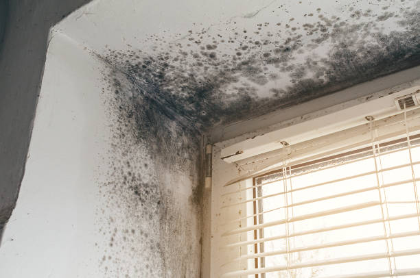 Affordable Mold Cleanup solutions in Burlington, NJ